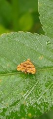 Choreutis amethystodes
