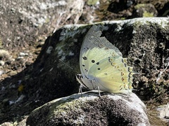 Polyura delphis