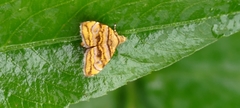 Choreutis amethystodes