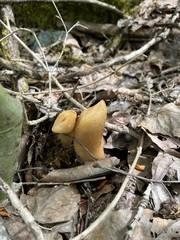 Verpa bohemica