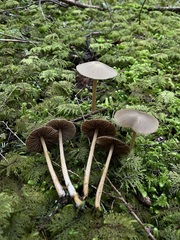 Entoloma holoconiotum