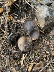 Plicaria endocarpoides