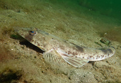 Cliff Flathead photo 2