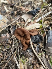Gyromitra perlata