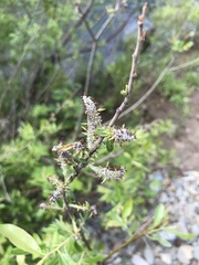 Salix tracyi