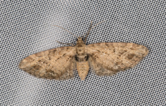Eupithecia exiguata