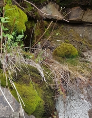 Amphidium mougeotii