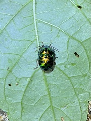 Lamprocoris lateralis