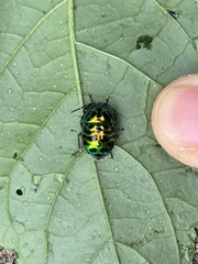 Lamprocoris lateralis