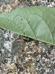 Lamprocoris lateralis