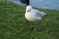 Chroicocephalus novaehollandiae novaehollandiae