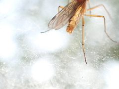 Empis stercorea