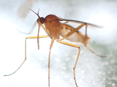 Empis stercorea