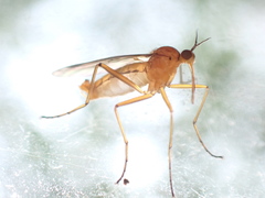 Empis stercorea