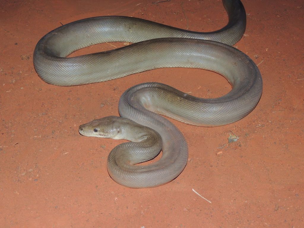 Darwin Olive Python Olive Python from Edith NT 0852, Australia on October 28, 2013 at 09:30 ...