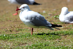 Chroicocephalus novaehollandiae novaehollandiae