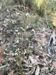 Leucopogon microphyllus