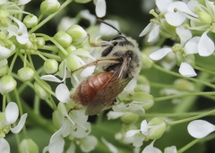 Andrena