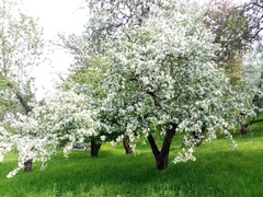 Malus baccata baccata