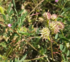 Onobrychis caput-galli
