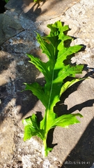Acanthus mollis