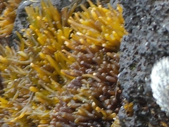 Ahnfeltiopsis concinna