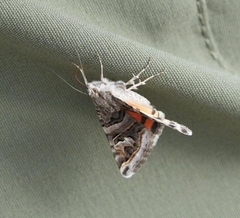 Drasteria hastingsii