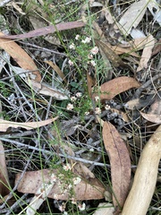 Leucopogon microphyllus