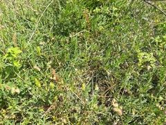 Onobrychis caput-galli