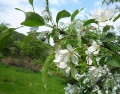 Malus baccata baccata