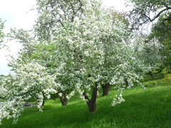 Malus baccata baccata