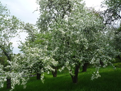 Malus baccata baccata