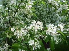 Malus baccata baccata