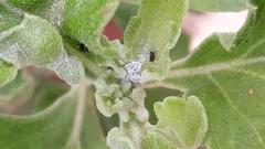 Phenacoccus solenopsis