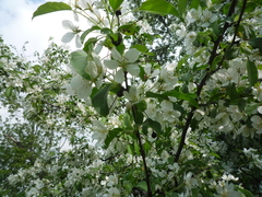 Malus baccata baccata