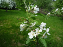 Malus baccata baccata