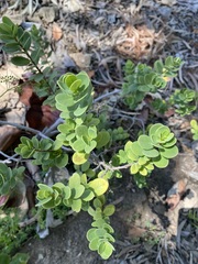 Wikstroemia uva-ursi