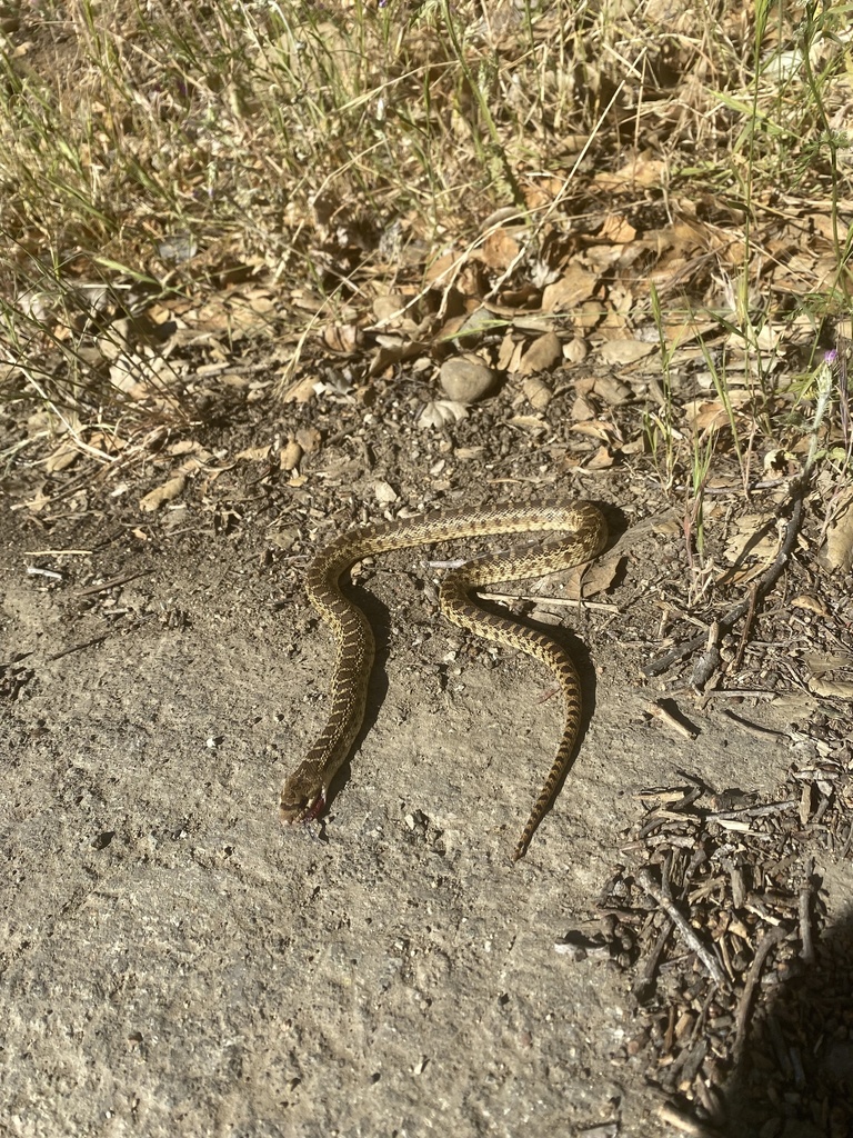 Pacific Gopher Snake from Alum Rock Park, Santa Clara County, US-CA, US ...