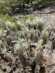 Artemisia mauiensis