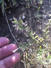 Hedeoma reverchonii