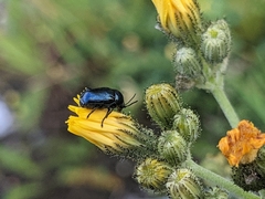 Cryptocephalus violaceus