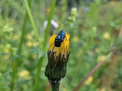 Cryptocephalus violaceus