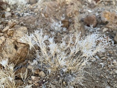 Dasyochloa