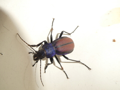 Carabus schoenherri