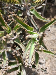 Kalanchoe × houghtonii