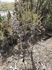 Kalanchoe × houghtonii