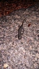 Ichthyosaura alpestris