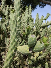Austrocylindropuntia subulata