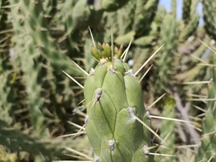 Austrocylindropuntia subulata