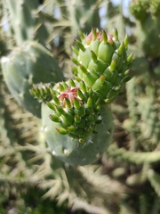Austrocylindropuntia subulata